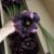 Deep Purple