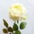 White Green