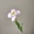 White Pink