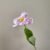 Purple White