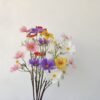 Artificial Cosmos Bipinnata