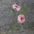 Deep Pink
