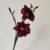 Dark Red