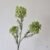 White Green