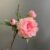 Deep Pink
