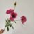 Rose Red