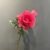 Rose Red